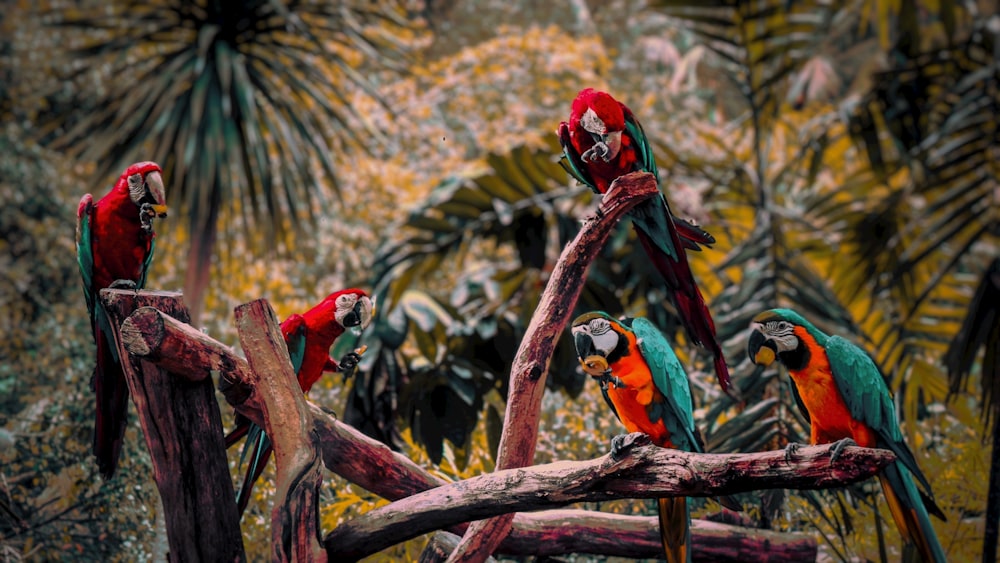 Guacamayo rojo, amarillo y azul en la rama marrón de un árbol