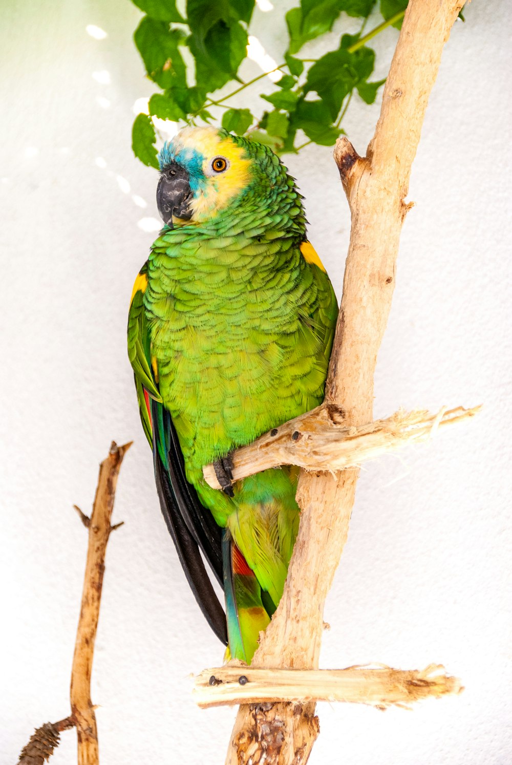 green and yellow bird on brown tree branch