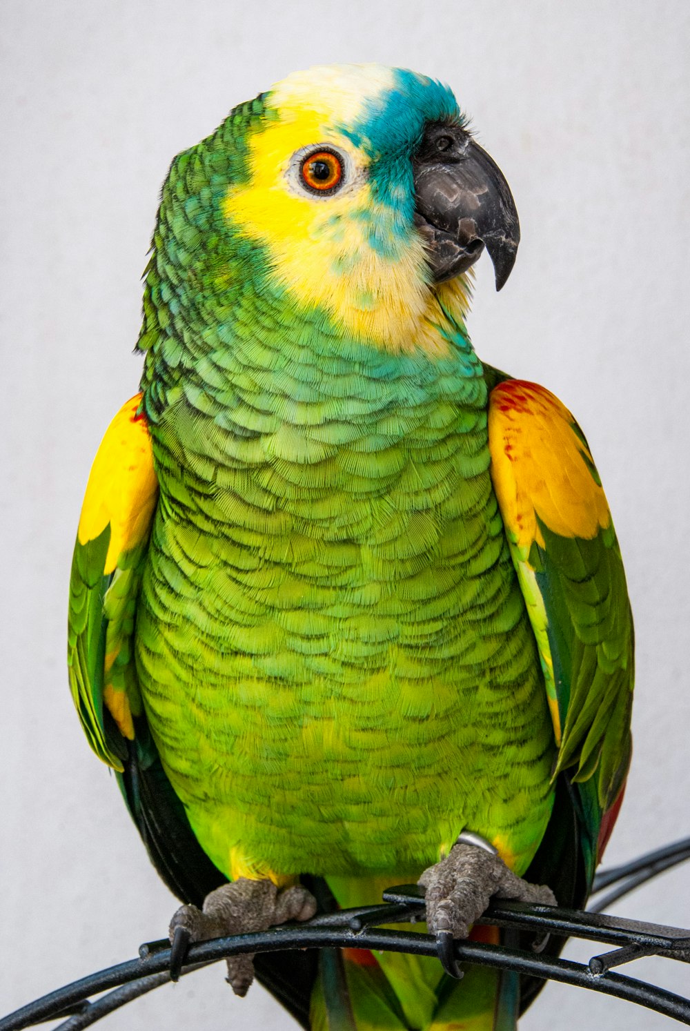 green and yellow bird on white surface