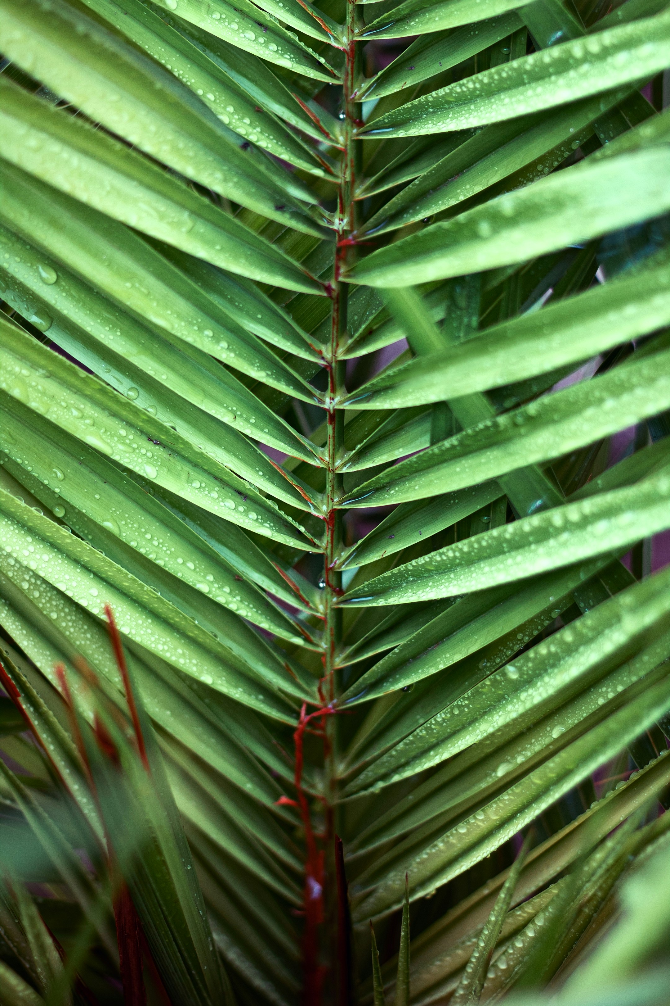 Photo by peymanfarmani