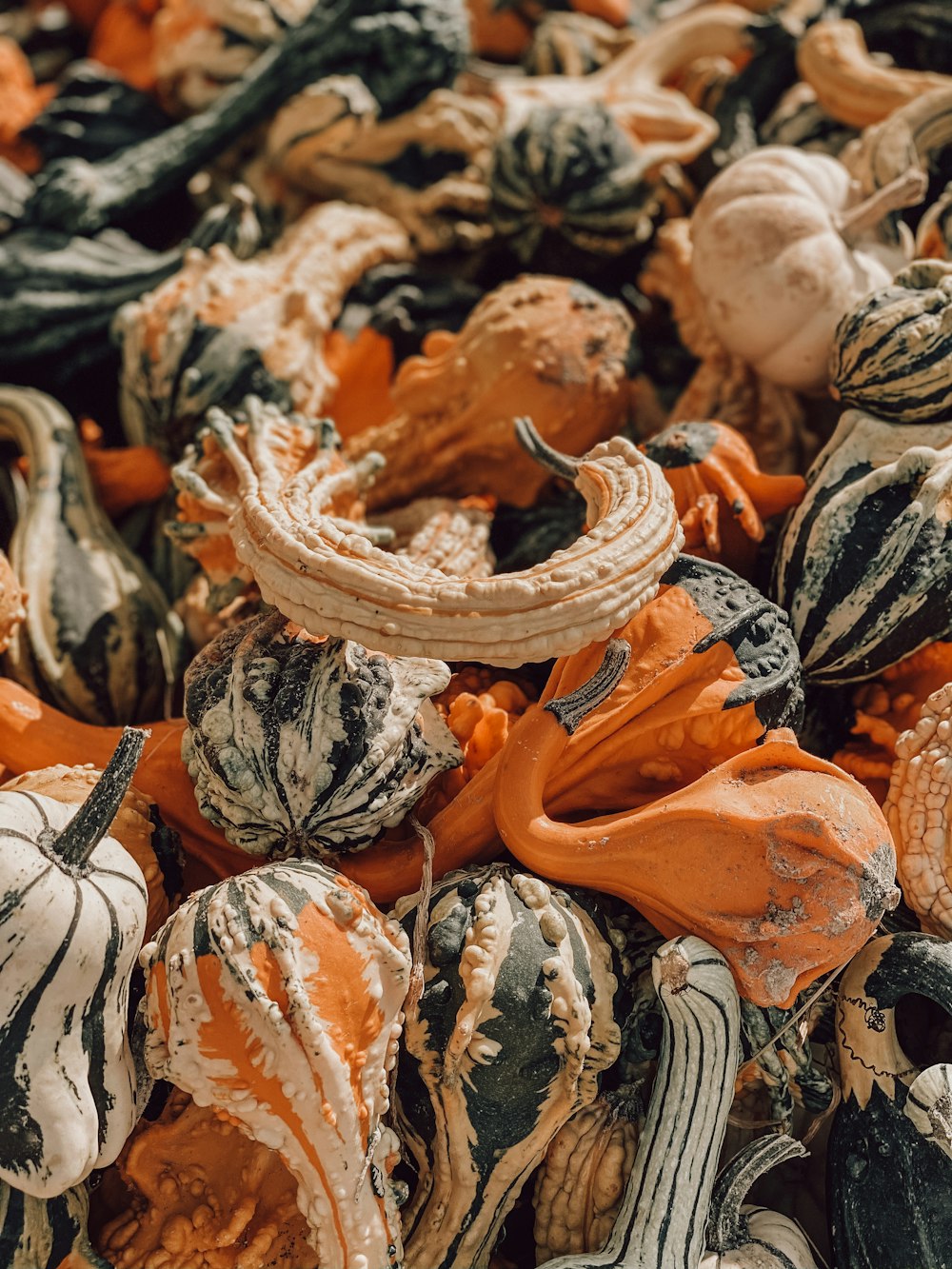 orange and white pumpkin lot