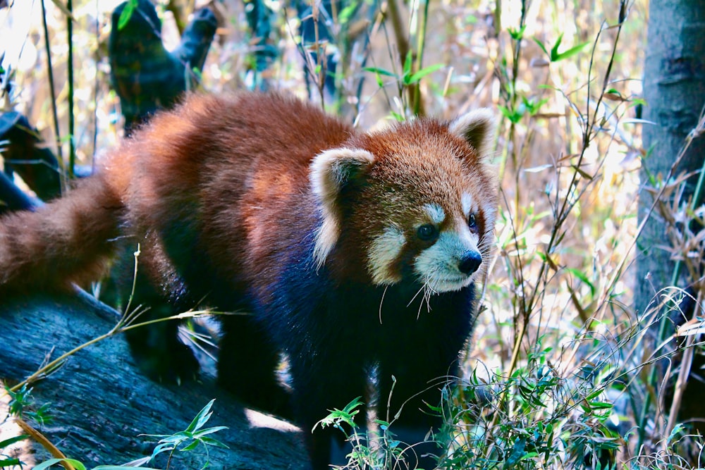 red panda on green grass during daytime