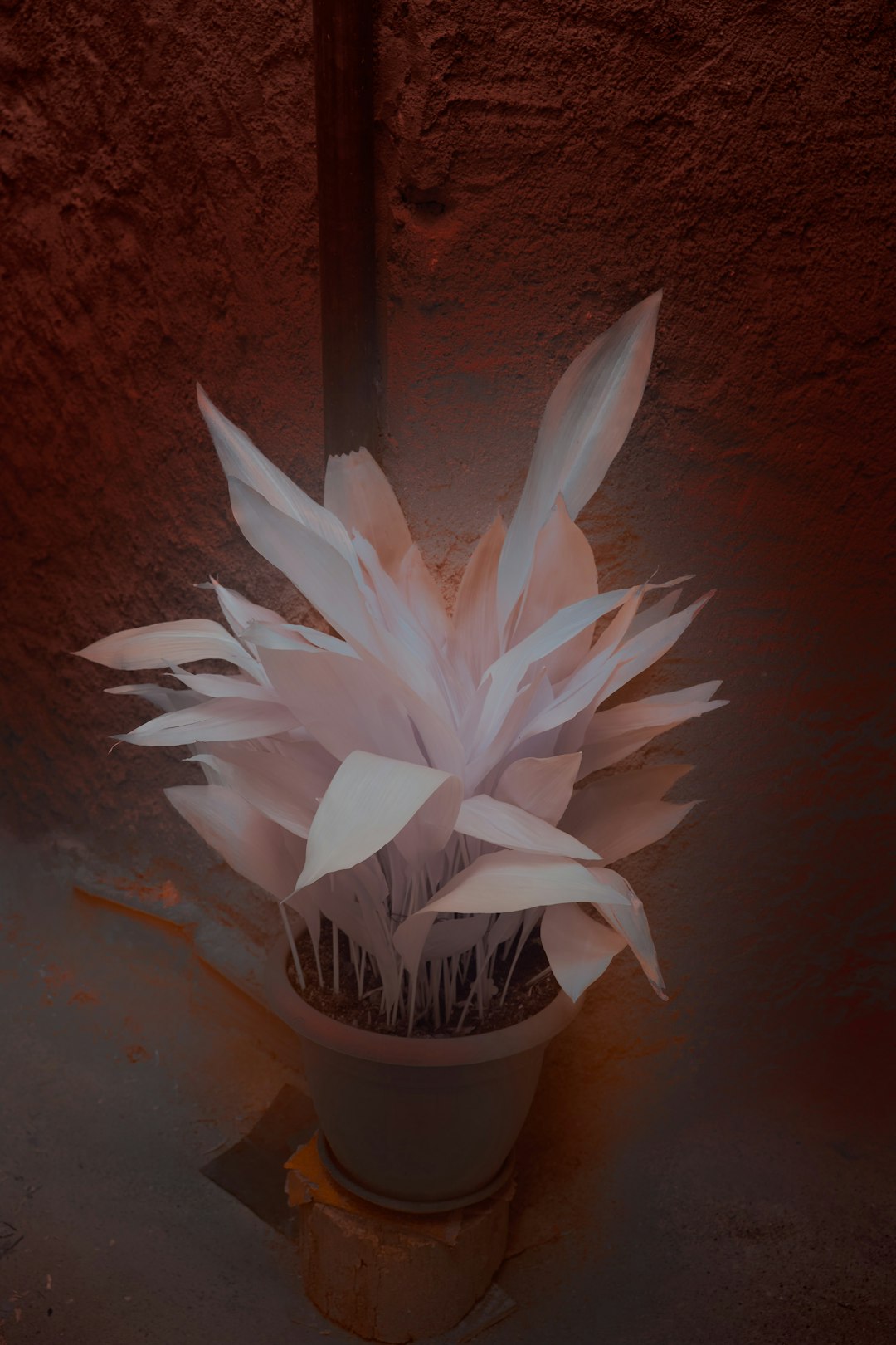 white flower in white pot
