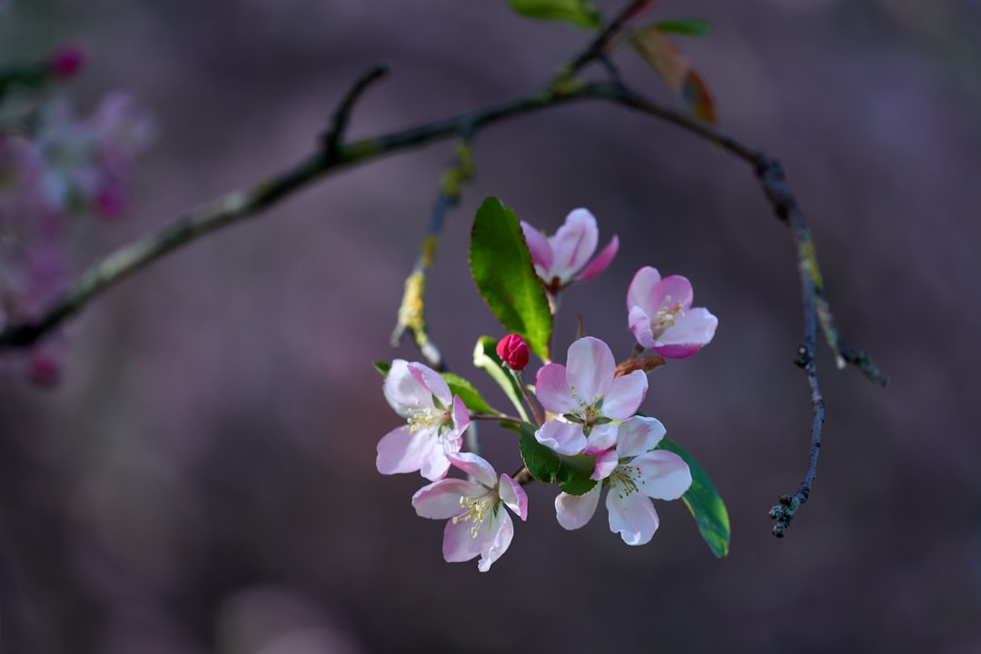 pink and white flower in tilt shift lens