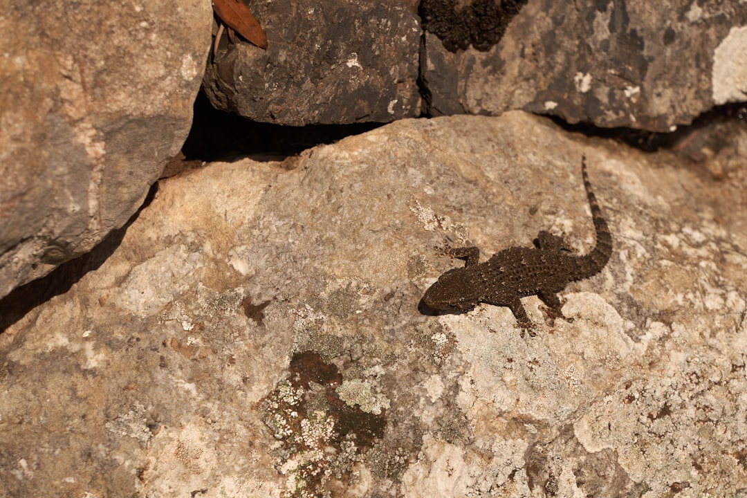 brown lizard on brown rock