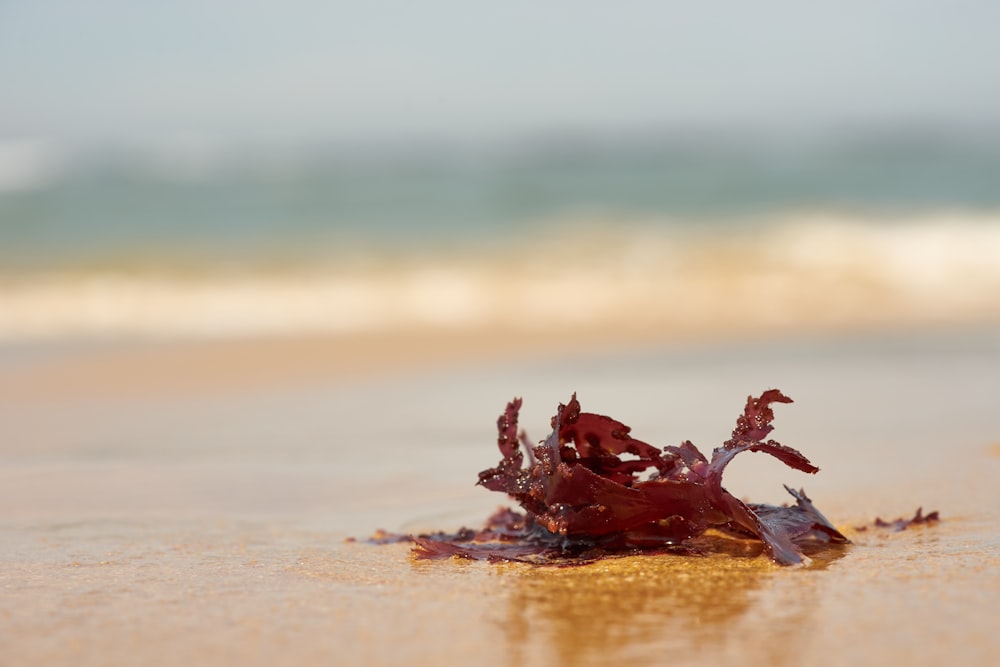 brown dried leaf on brown sand