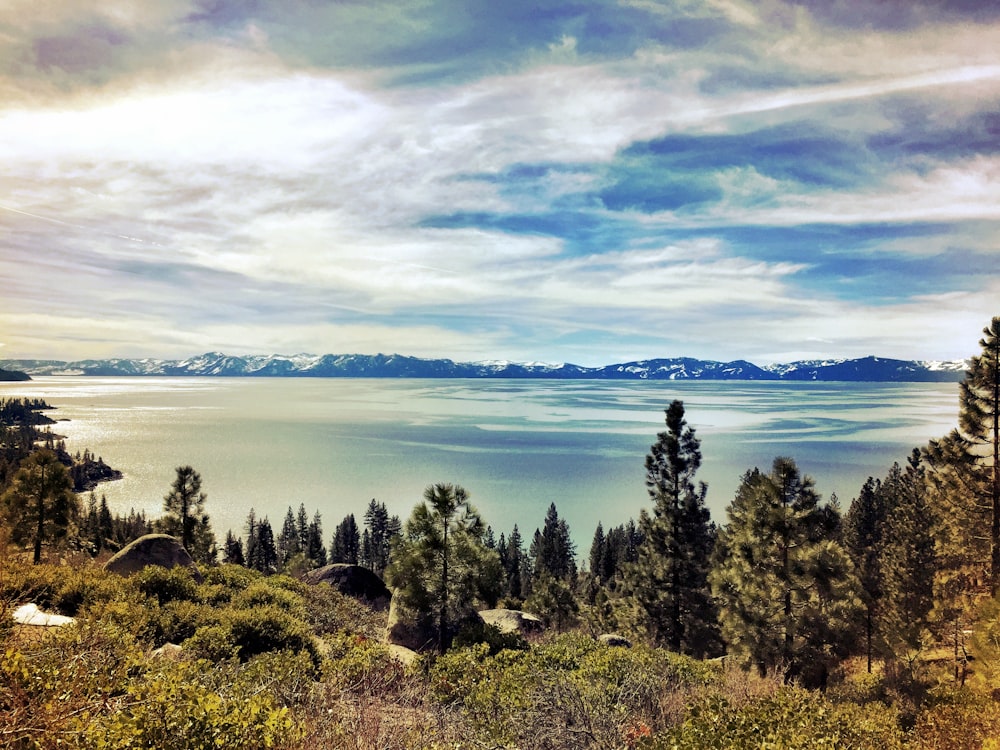 green trees near body of water under white clouds and blue sky during daytime