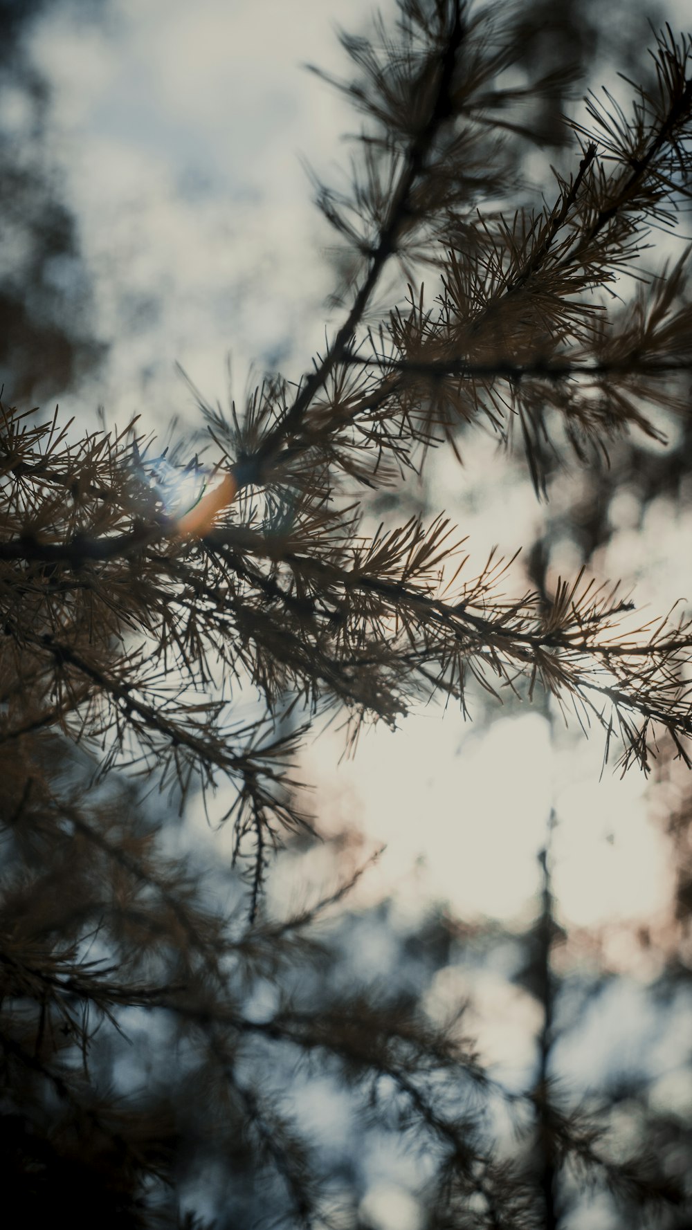 brown tree branch with snow