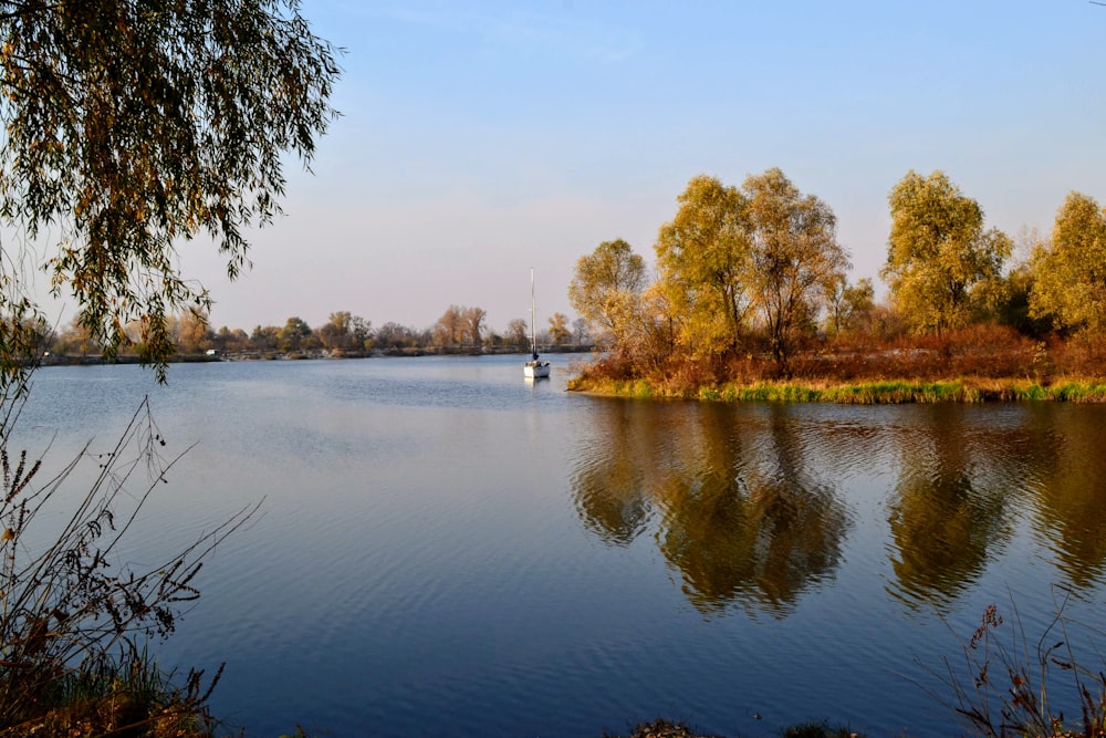 green and brown trees beside river during daytime