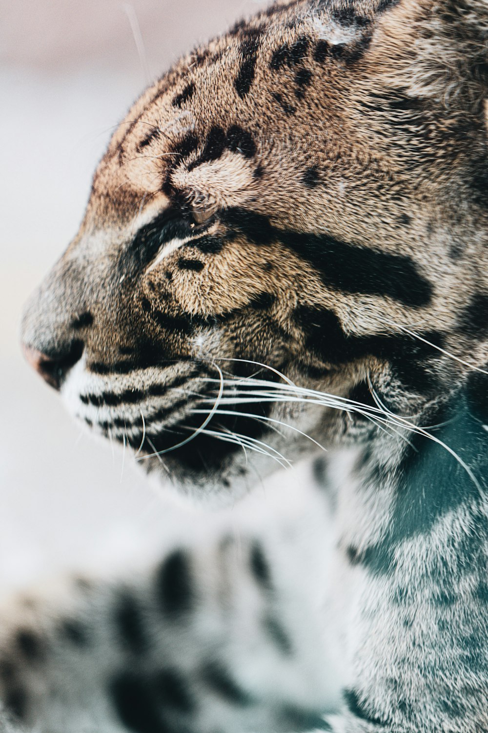 tigre marrone e nera in primo piano fotografia