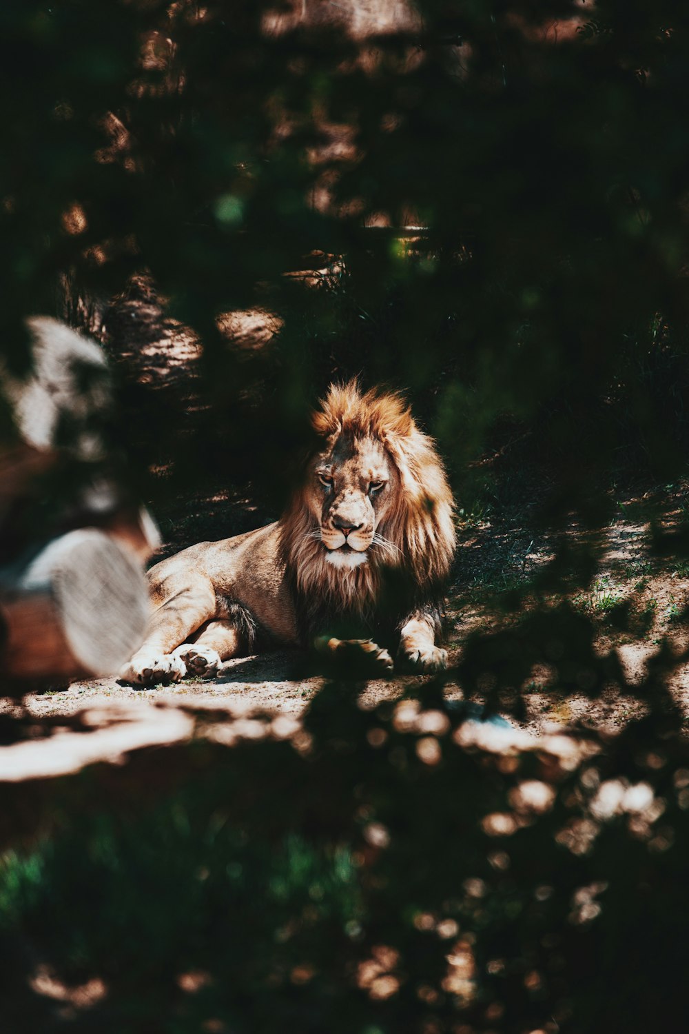 lion lying on ground during daytime