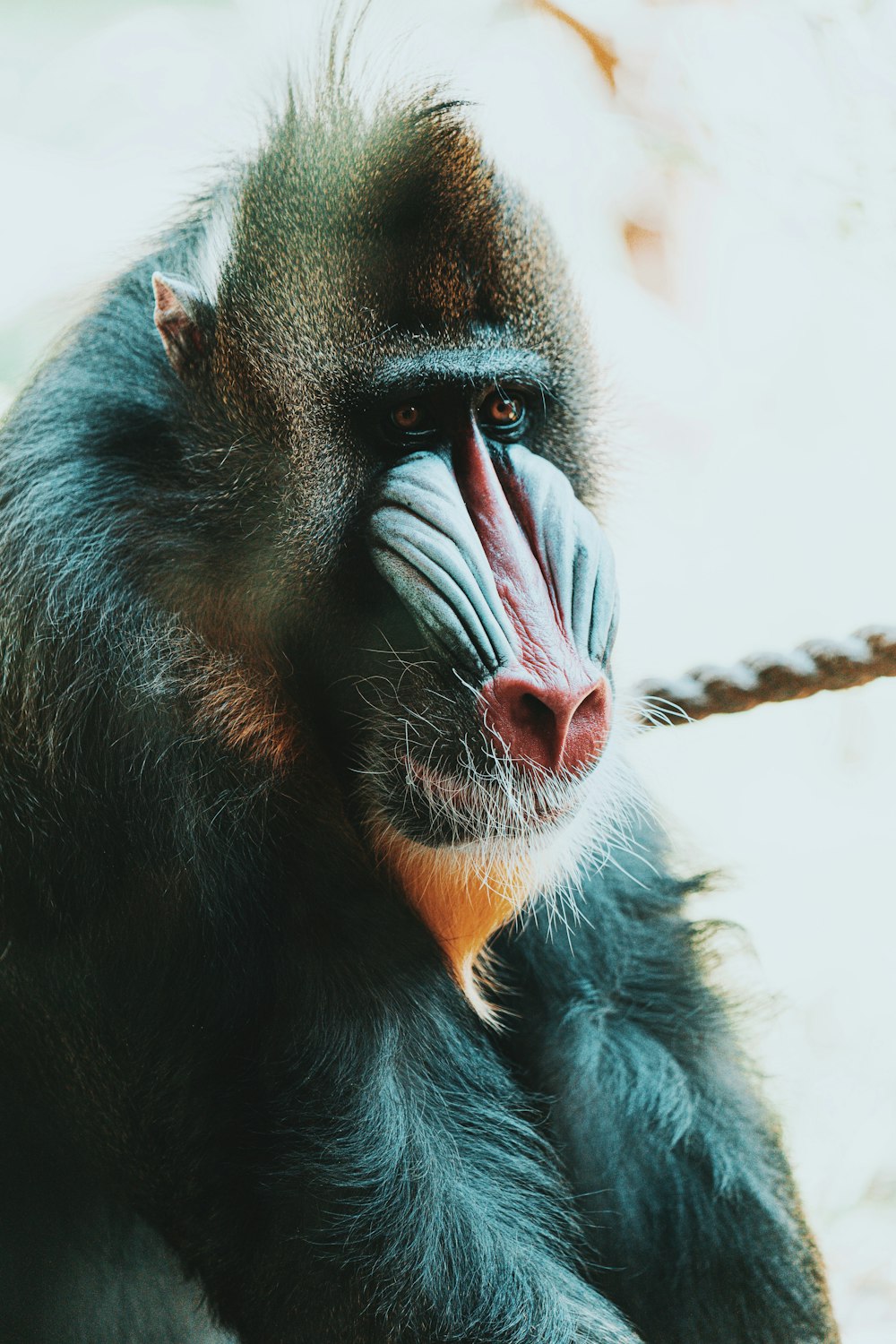 macaco preto na corda marrom durante o dia