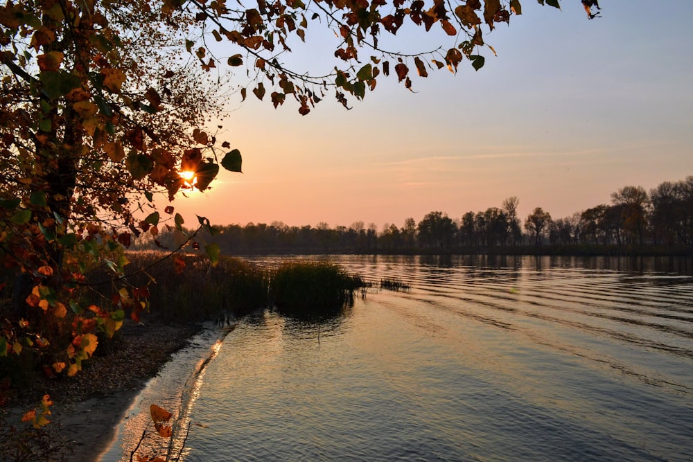 body of water near trees during sunset