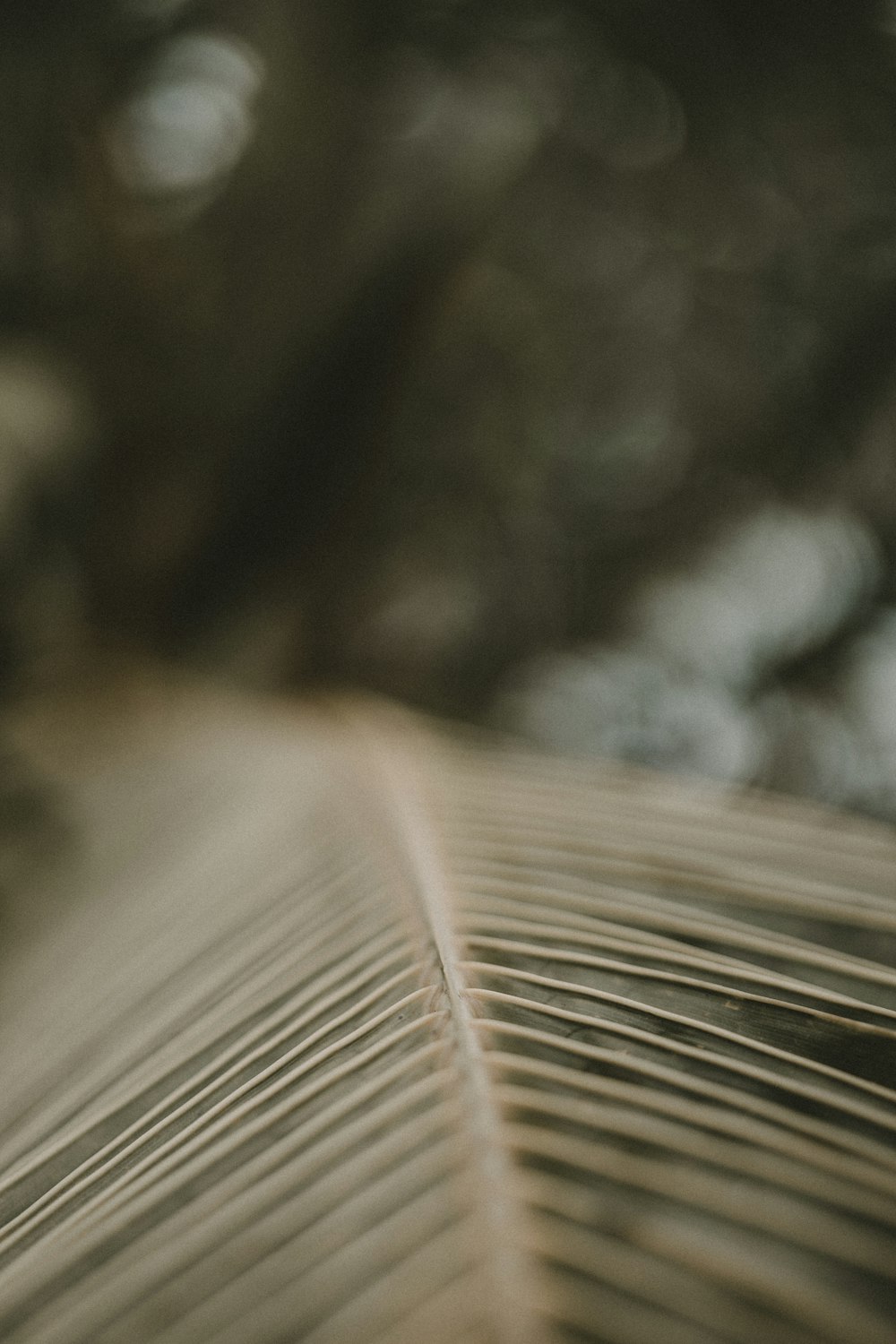 brown leaf in tilt shift lens