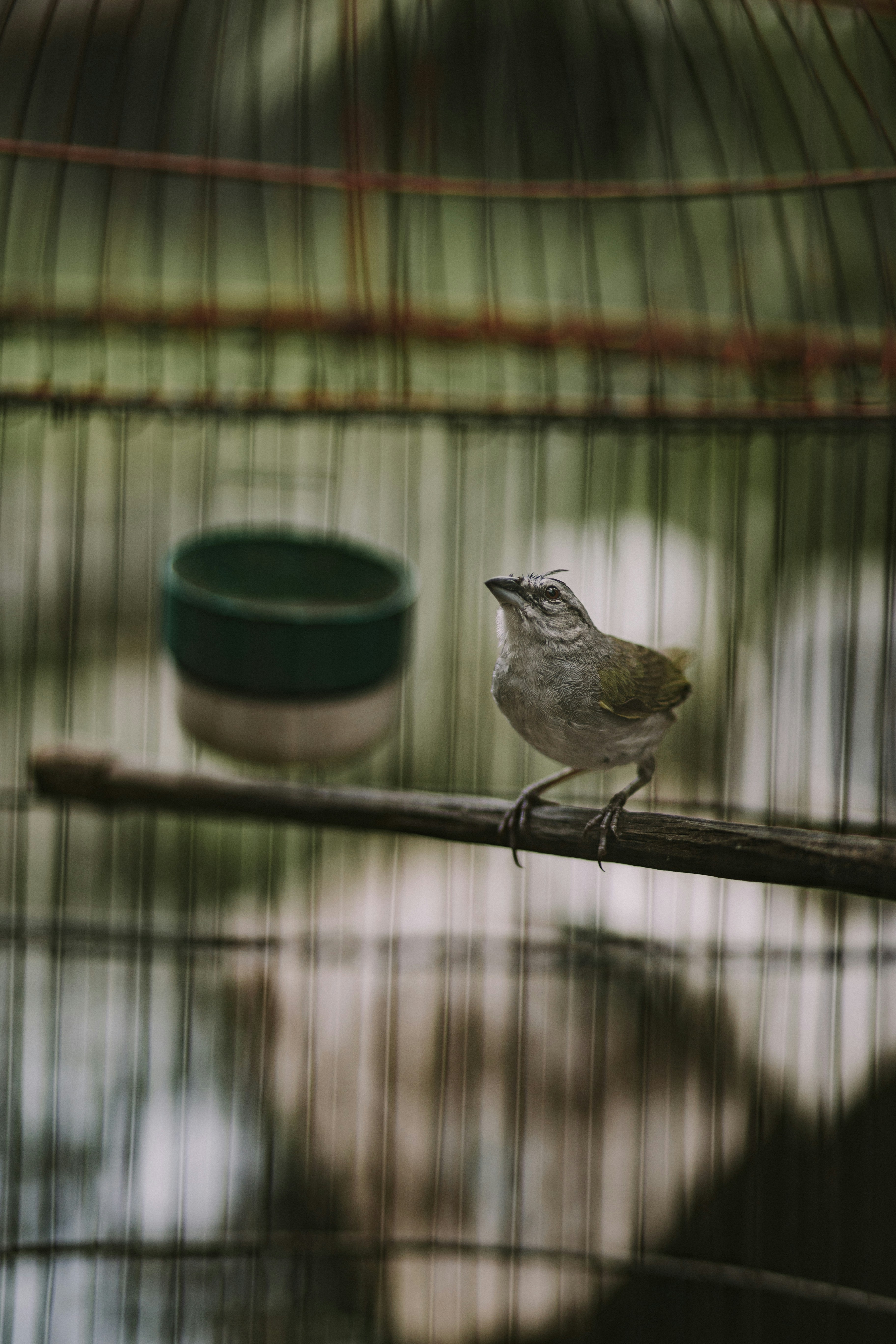 white and black bird in cage