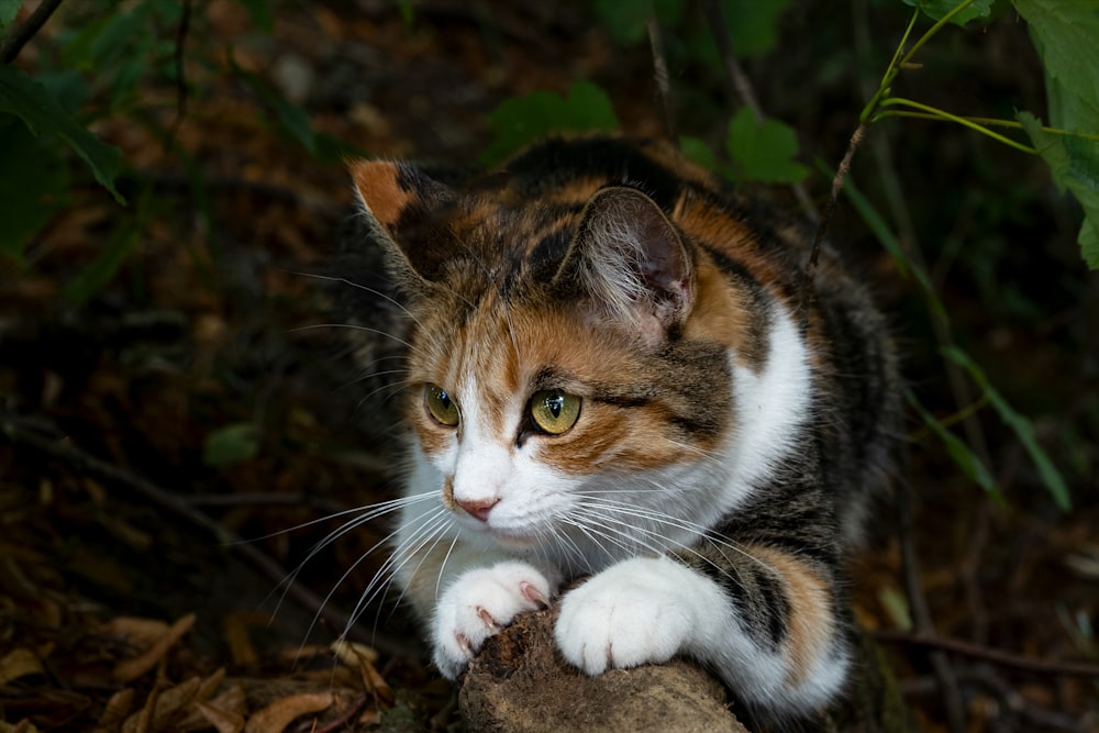 brown white and black cat on brown dried leaves
