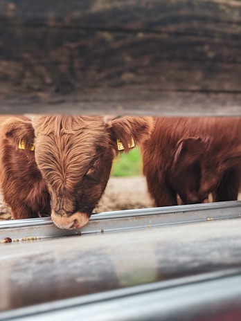 A farmer gently inspecting a young calf in a rustic farm setting with wooden fences.