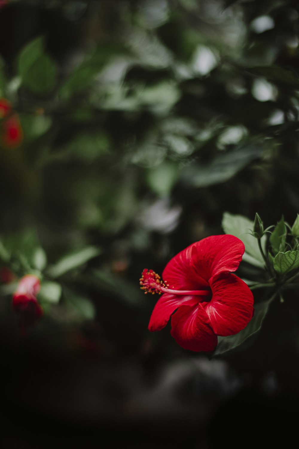 red hibiscus in bloom in close up photography