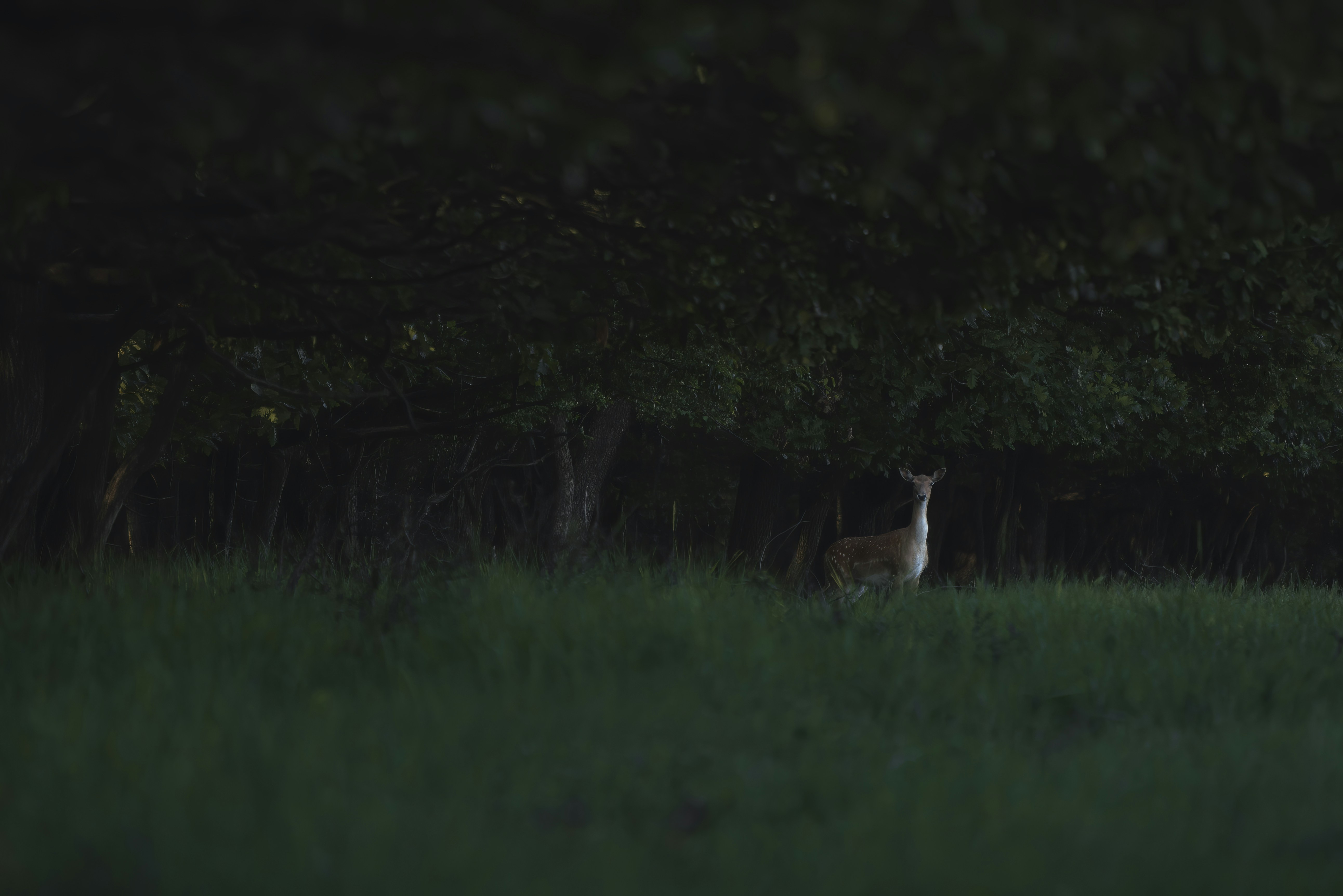 Photo by danielmirlea