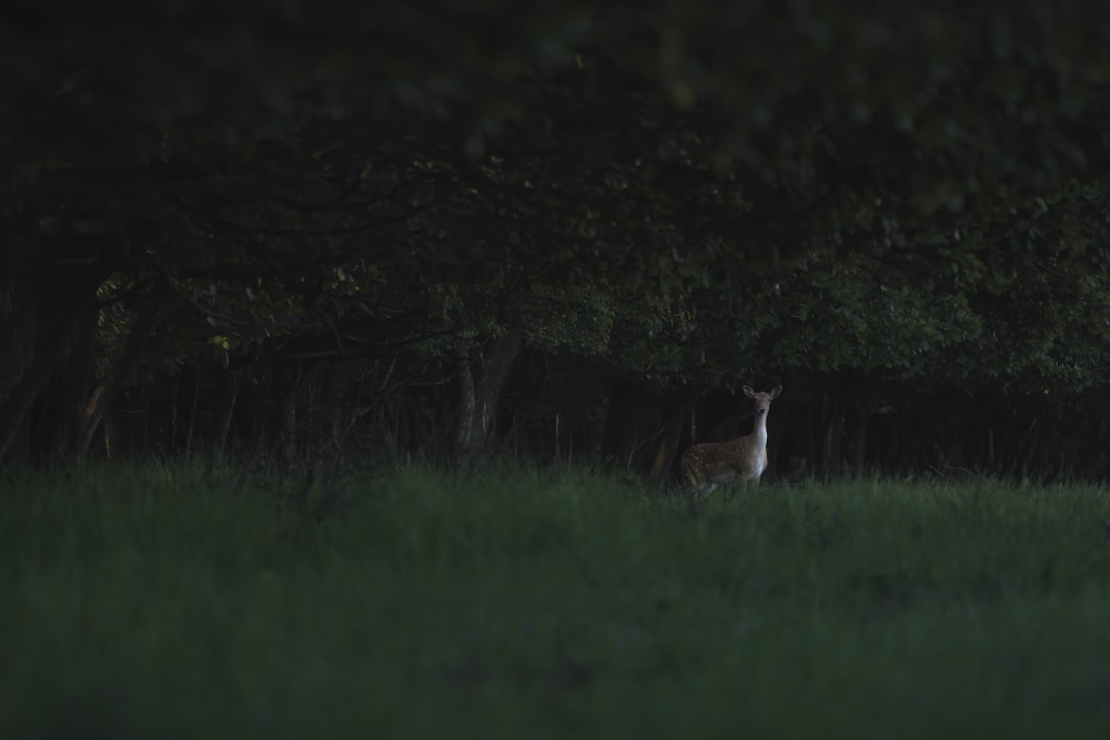 brown and white cat on green grass field