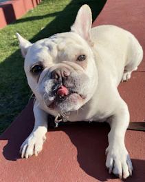 Fluffy French Bulldog puppy with a soft cream coat playing in a sunny garden.