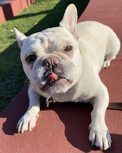 Blue French Bulldog puppy exploring a sunny backyard in Rockwall County.