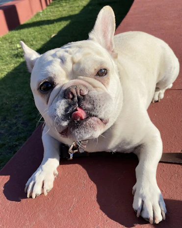 A happy French Bulldog puppy with an Isabella coat pattern enjoying a sunny afternoon outside.
