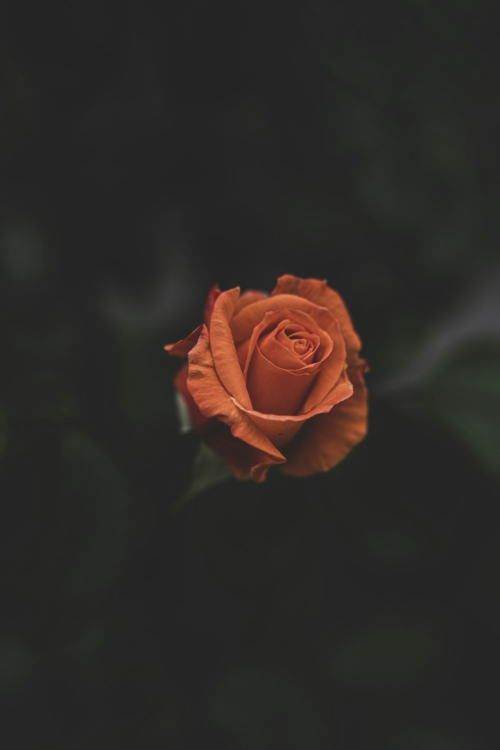 rosa roja en flor en fotografía de primer plano