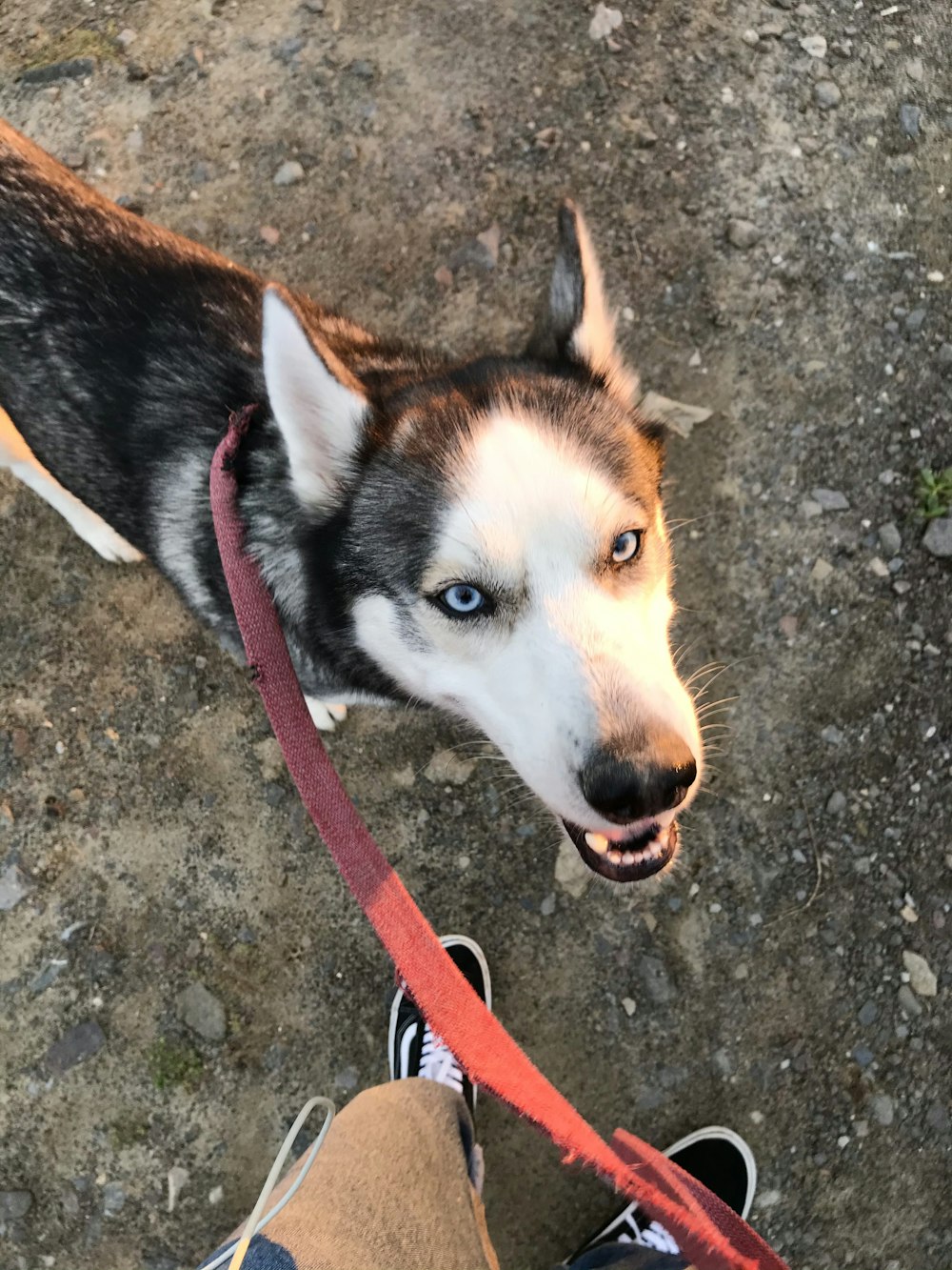 black and white siberian husky with red leash