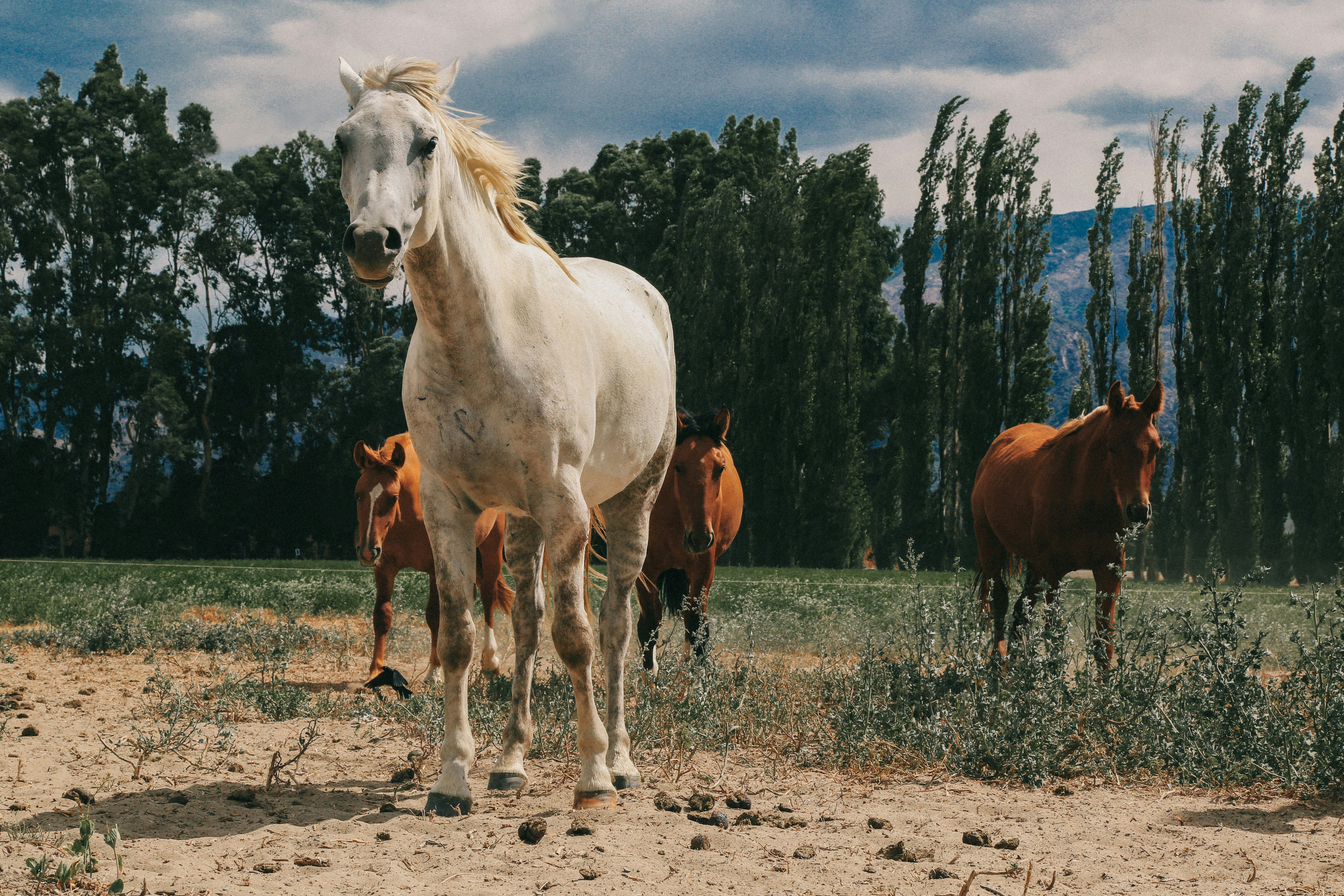 white and brown horses on brown field during daytime, horses in salta argentina 