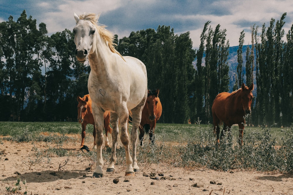 white and brown horses on brown field during daytime