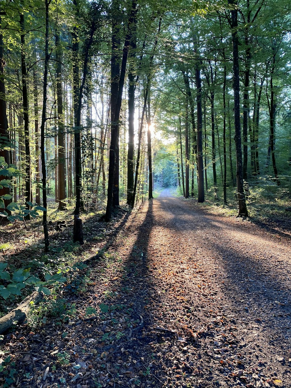 brown dirt road in between green trees during daytime