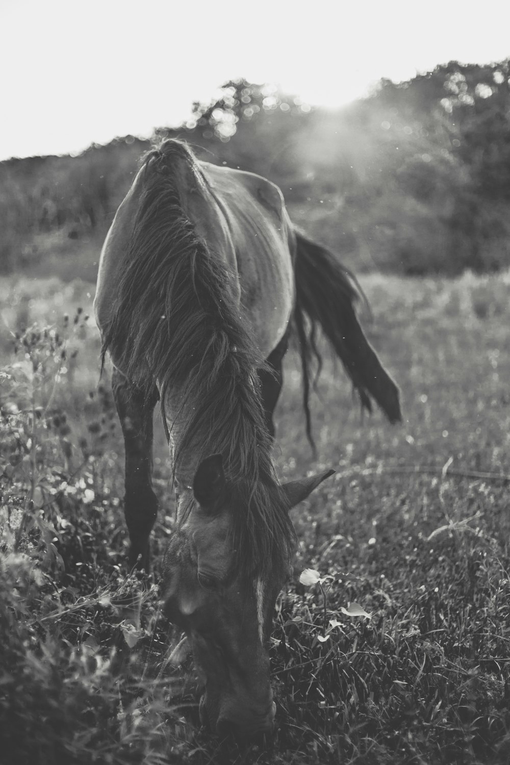 black horse eating grass during daytime