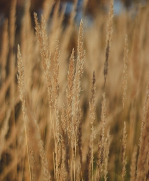 brown wheat field during daytime