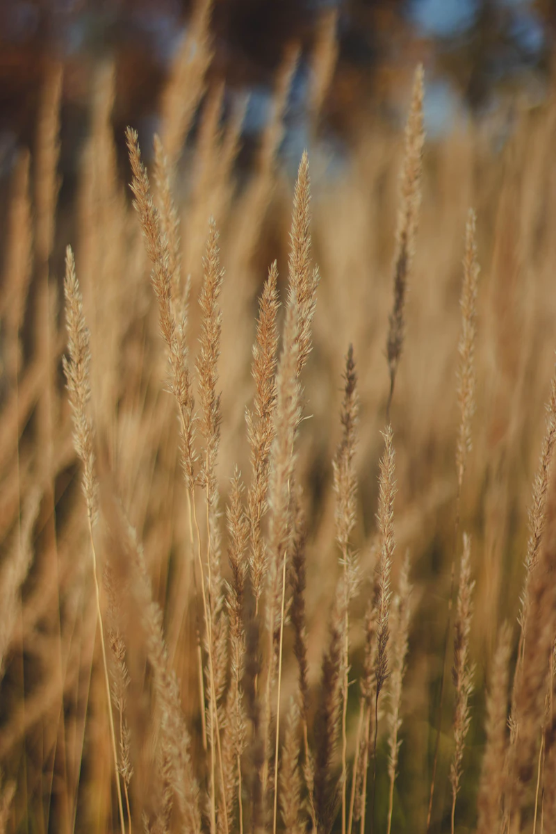 Golden grain field