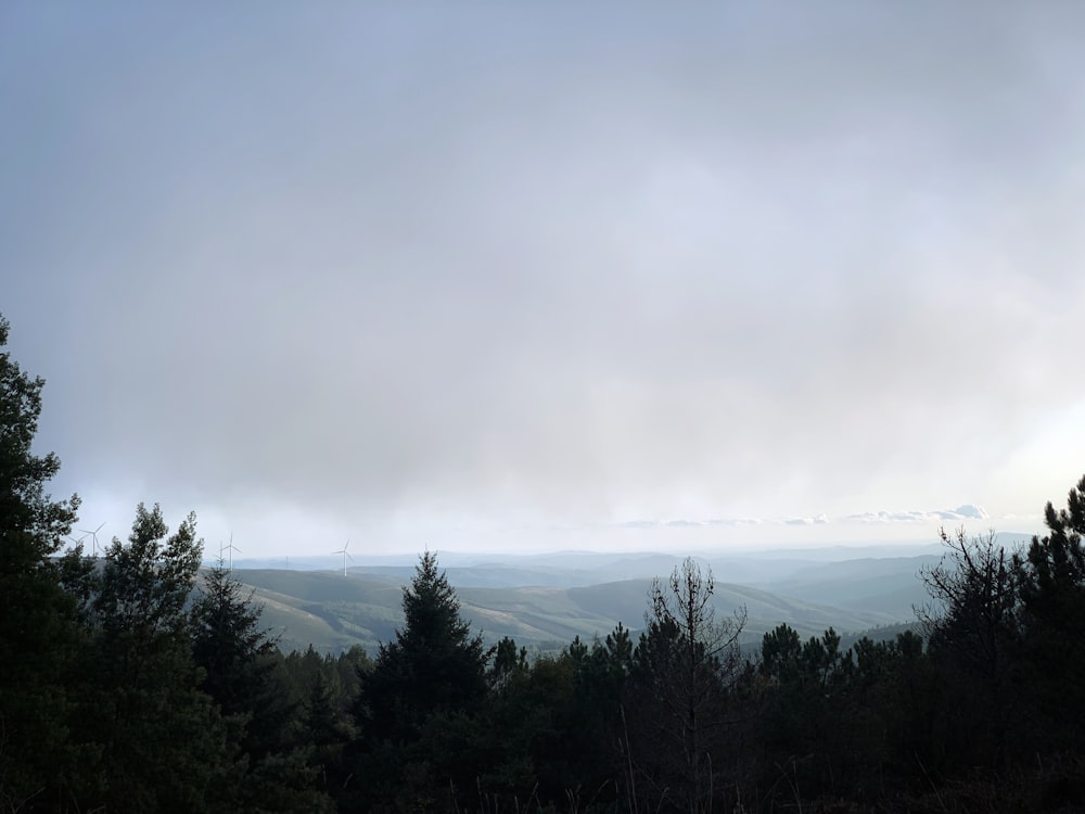 arbres verts près d’un plan d’eau pendant la journée