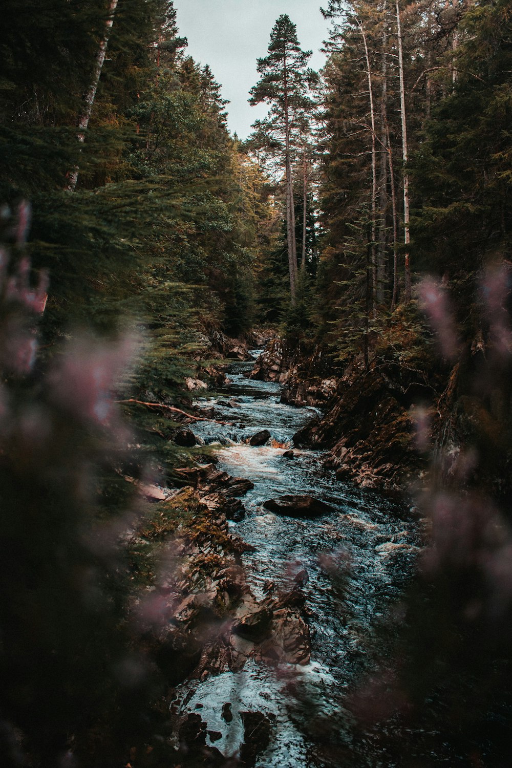 river in the middle of forest during daytime