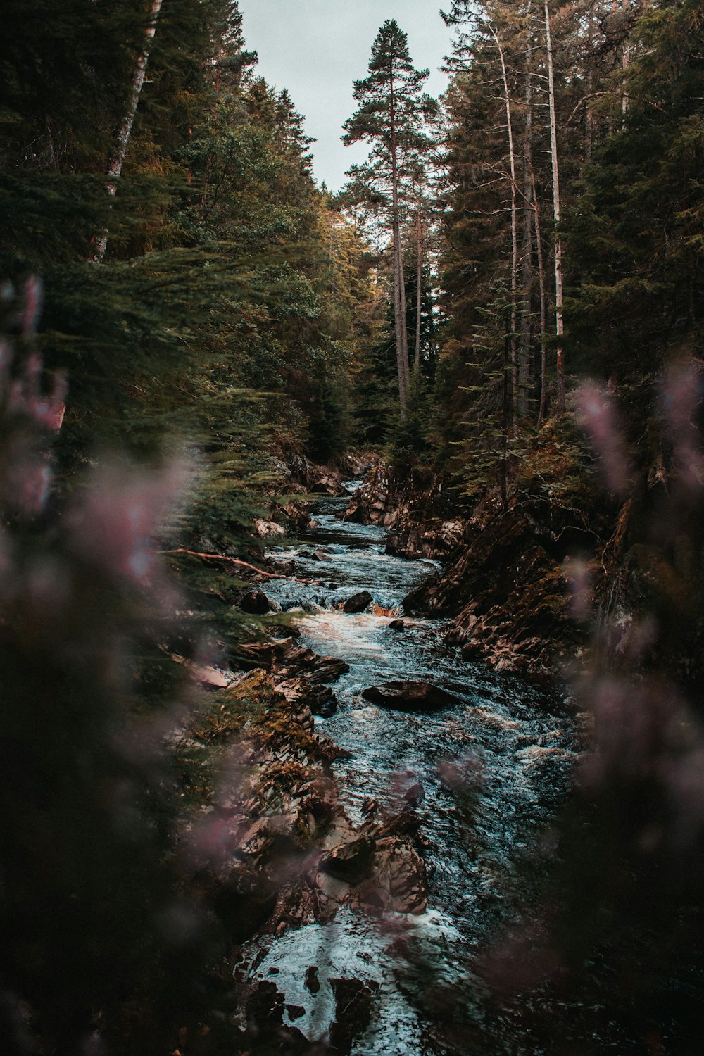 rivière au milieu de la forêt pendant la journée