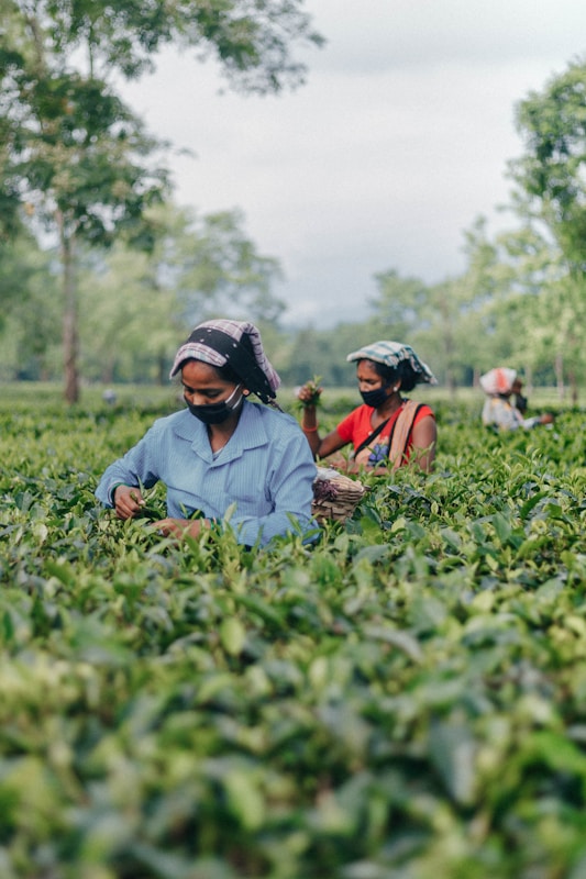 Assam tea gardens