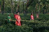 Assam Tea Gardens