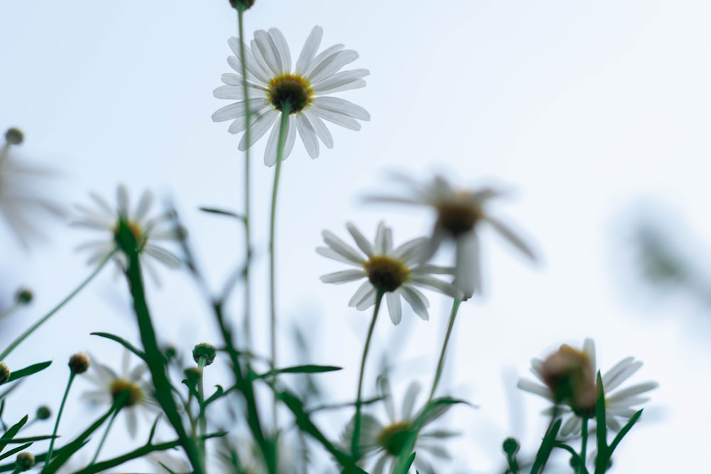 white and yellow flower in bloom