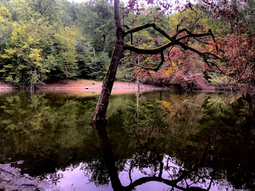 A tranquil lake surrounded by autumn foliage.