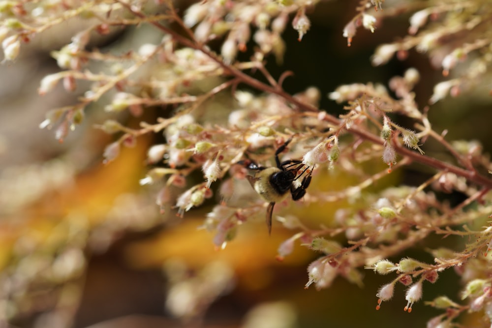 black and yellow bee on pink flower