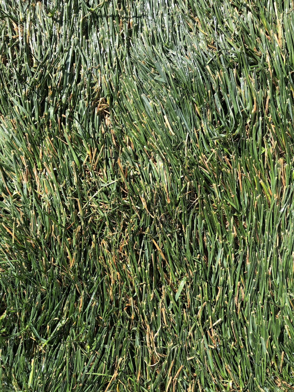 green grass field during daytime