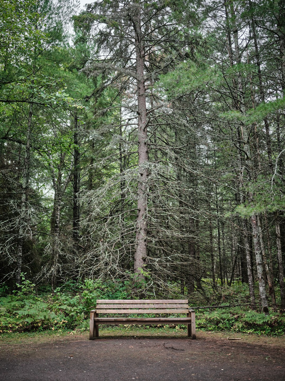 Forest photo spot Petroglyphs Provincial Park Peterborough