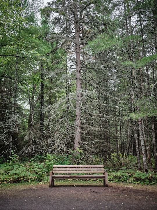 brown wooden bench surrounded by trees in Petroglyphs Provincial Park Canada