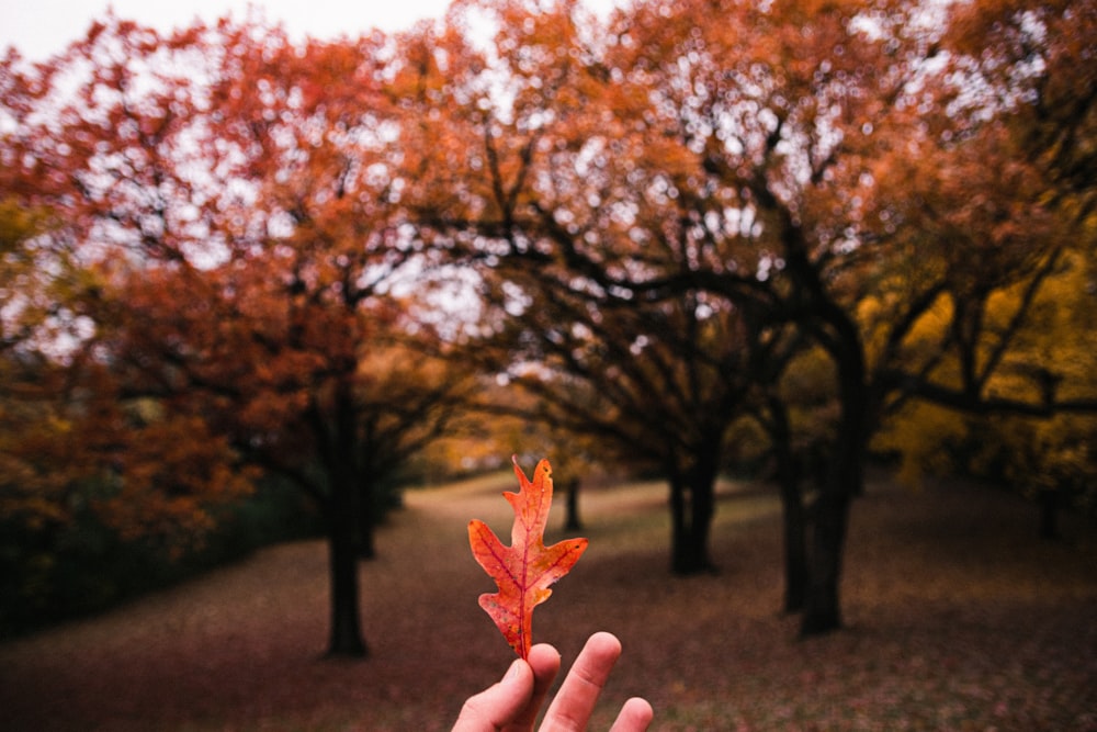 brown maple leaf on persons hand