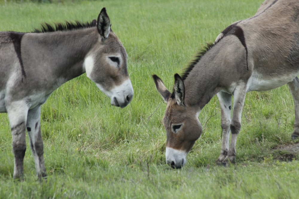 cheval brun et blanc mangeant de l’herbe sur un champ d’herbe verte pendant la journée