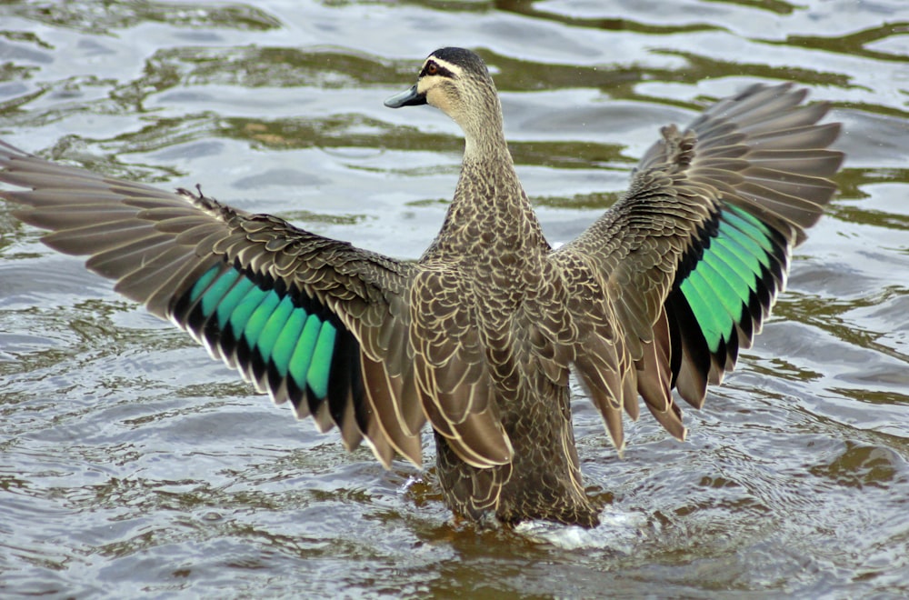 2 brown and green duck on water