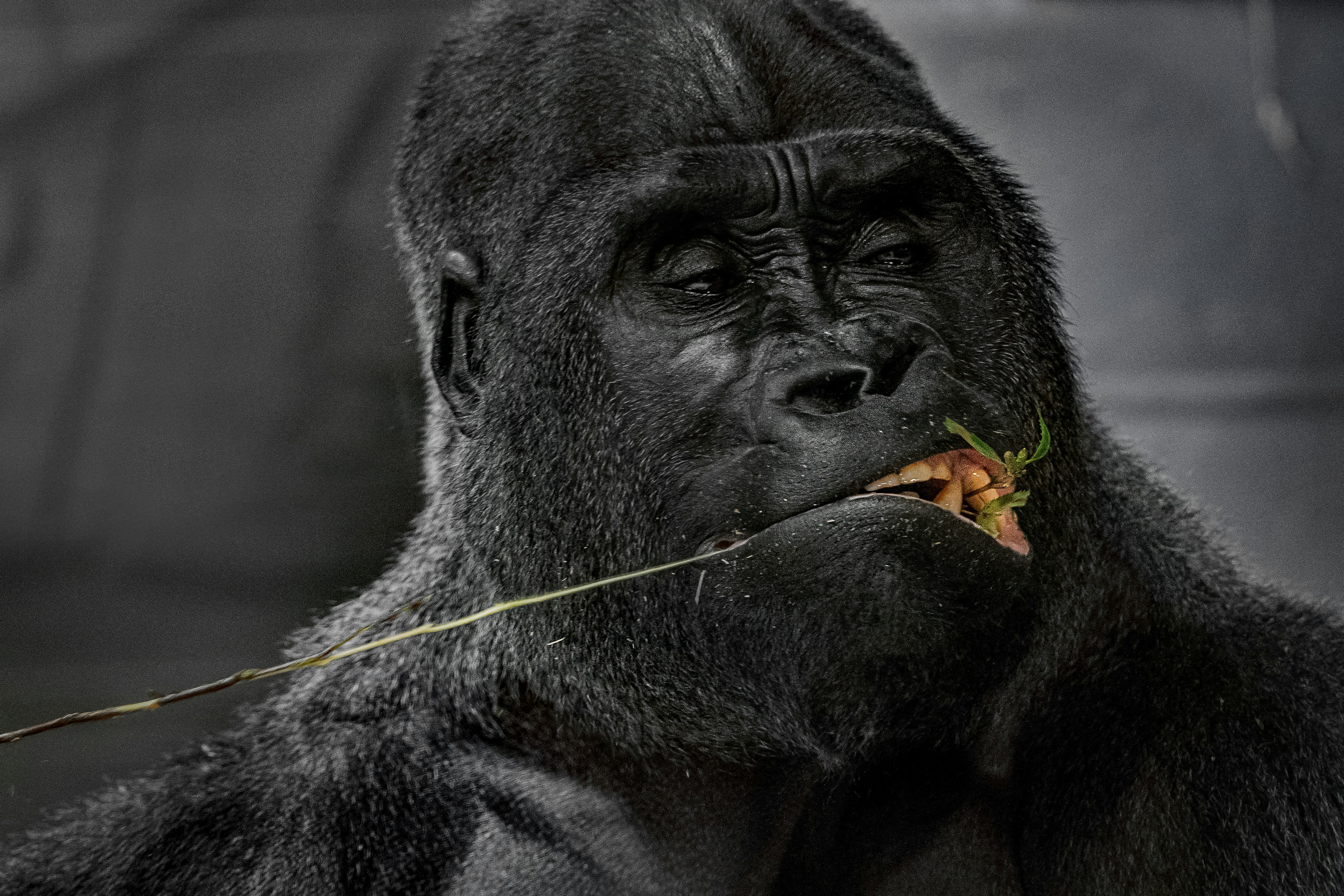 500 Gorilla Pictures Download Free Images On Unsplash